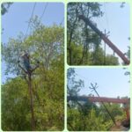 देर रात आए आंधी-तूफान से विद्युत नेटवर्क ध्वस्त, कई इलाकों में पेड़ गिरने से हाईटेंशन लाइनें टूटीं,* *​चूड़ियाला में 33KV लाइन पर पेड़ गिरने से विवाद; फॉरेस्ट गार्ड ने काम रोका, रेंजर के हस्तक्षेप के बाद हटा पेड़।